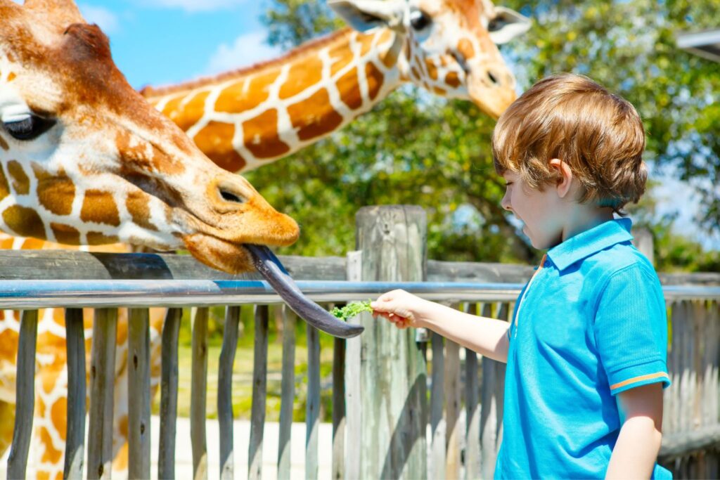 Family trip to the zoo is great for elderly family members too.