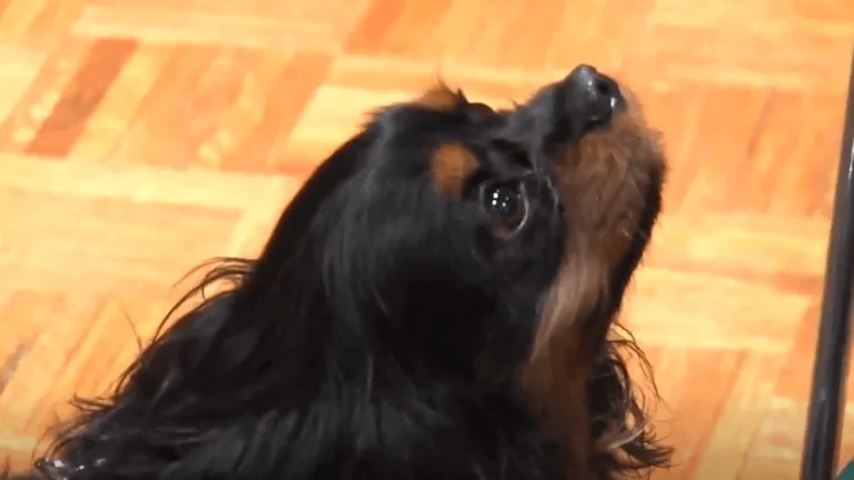 Small doge looks lovingly up at senior citizen owner
