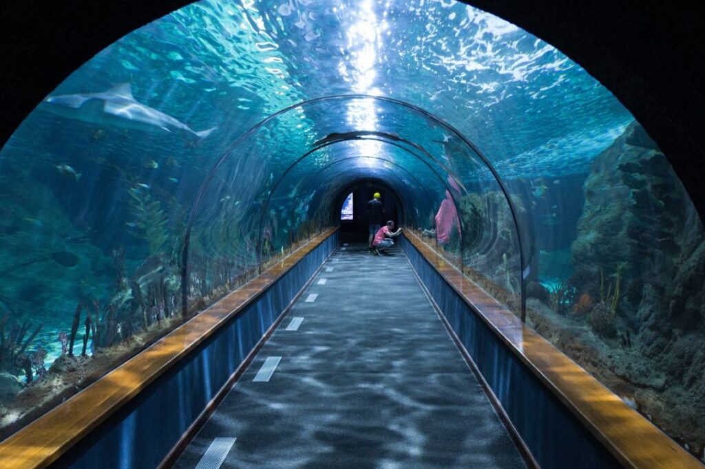 Aquarium tunnels provide enjoyable day trips for elderly