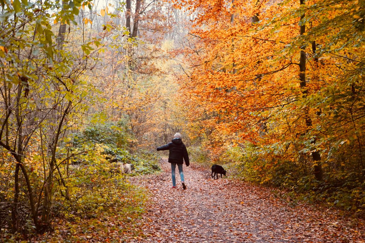 Fun Fall activities for seniors