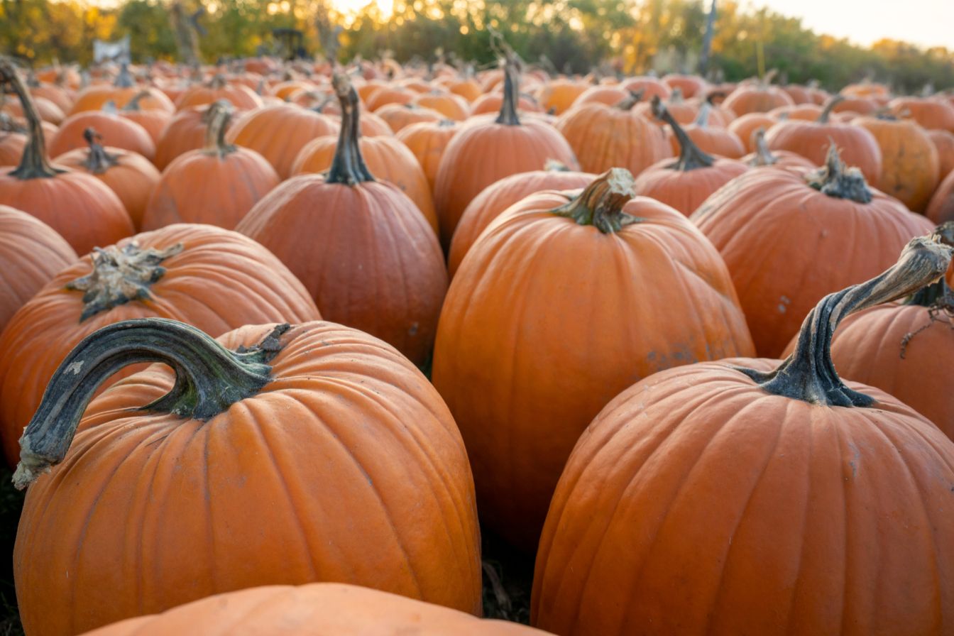 halloween activities for elderly