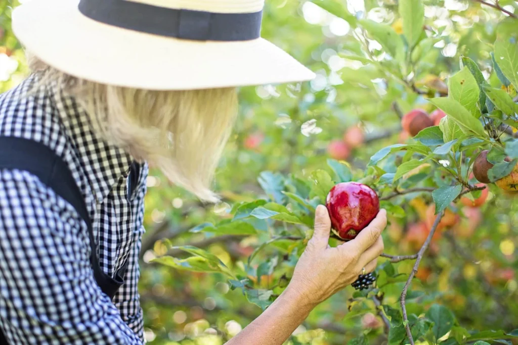 Elderly woman picks an apple off of a tree