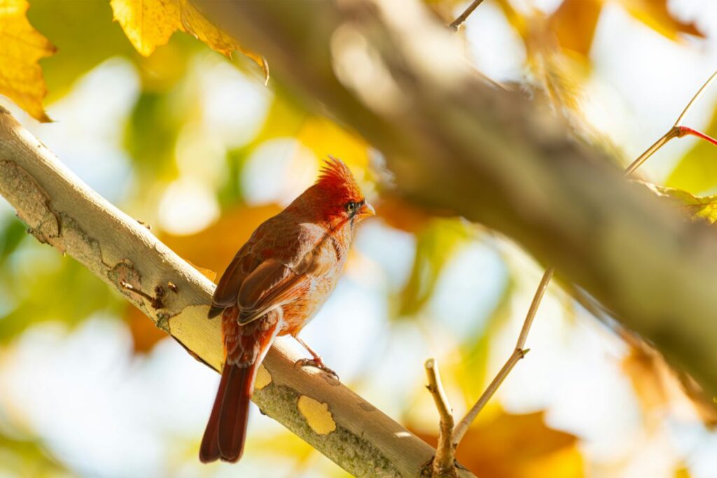 Red bird sitting on a tree branch