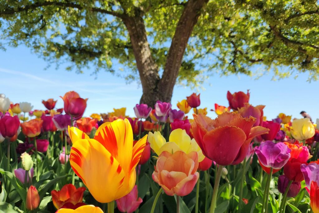 Flowers blooming in Spring